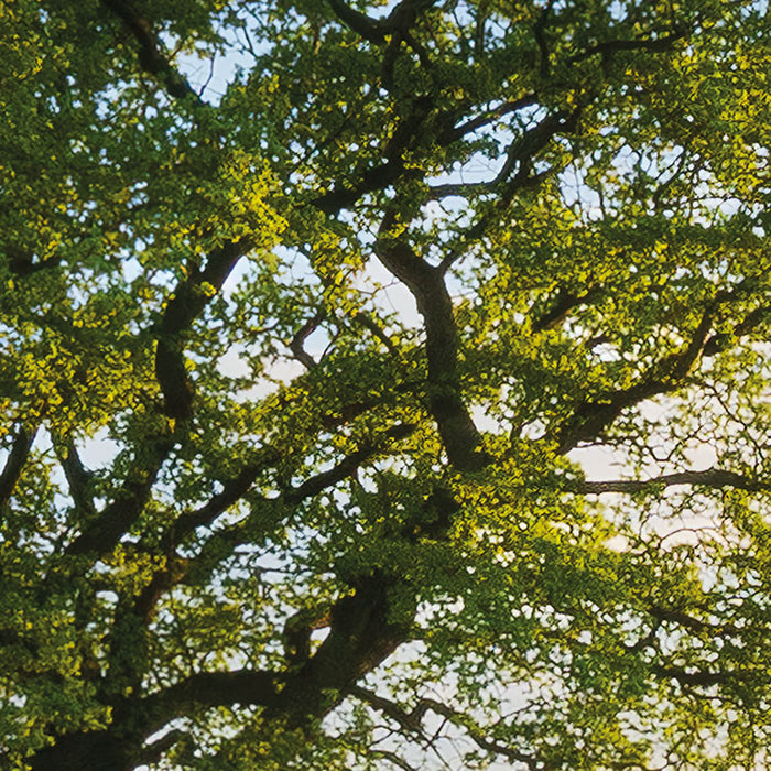Digitaldruck Vlies Fototapete | Frühling auf dem Land | 450 x 280 cm