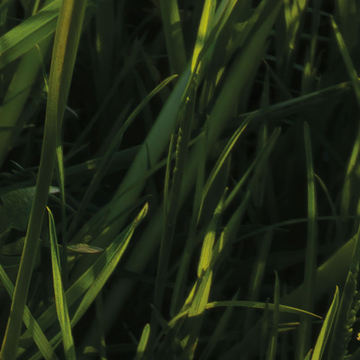 Digitaldruck Vlies Fototapete | Frühling auf dem Land | 450 x 280 cm