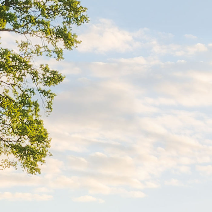Digitaldruck Vlies Fototapete | Frühling auf dem Land | 450 x 280 cm