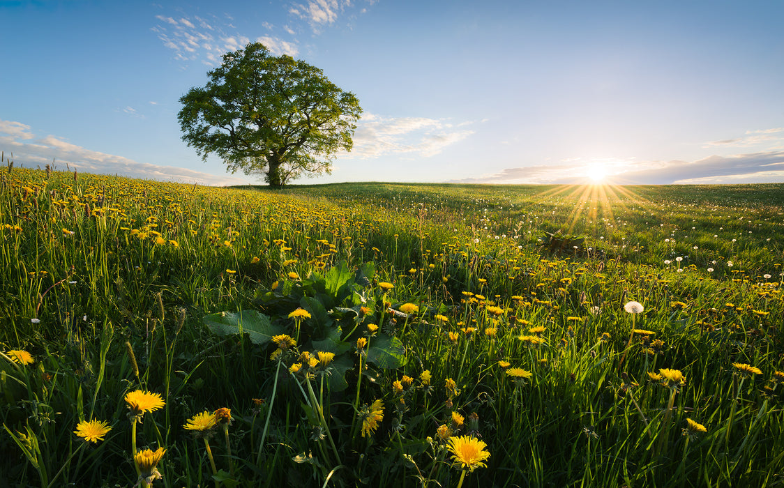Digitaldruck Vlies Fototapete | Frühling auf dem Land | 450 x 280 cm