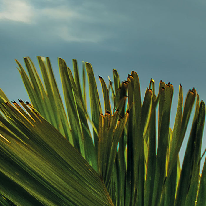 Digitaldruck Vlies Fototapete | Garten der Versuchung | 450 x 280 cm