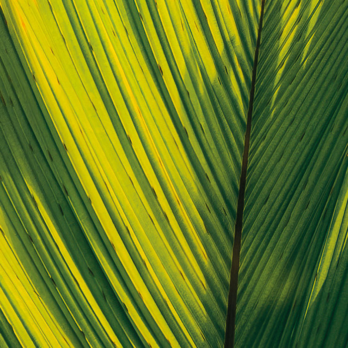 Digitaldruck Vlies Fototapete | Golden Air | 450 x 280 cm