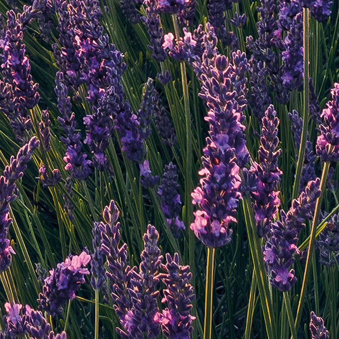 Digitaldruck Vlies Fototapete | Lavender Dream | 450 x 280 cm