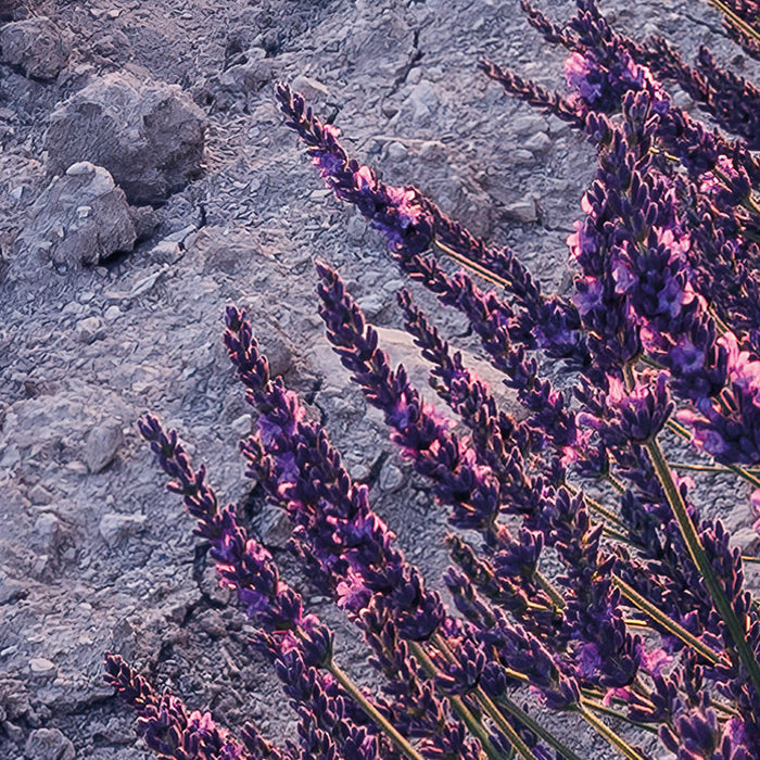 Digitaldruck Vlies Fototapete | Lavender Dream | 450 x 280 cm