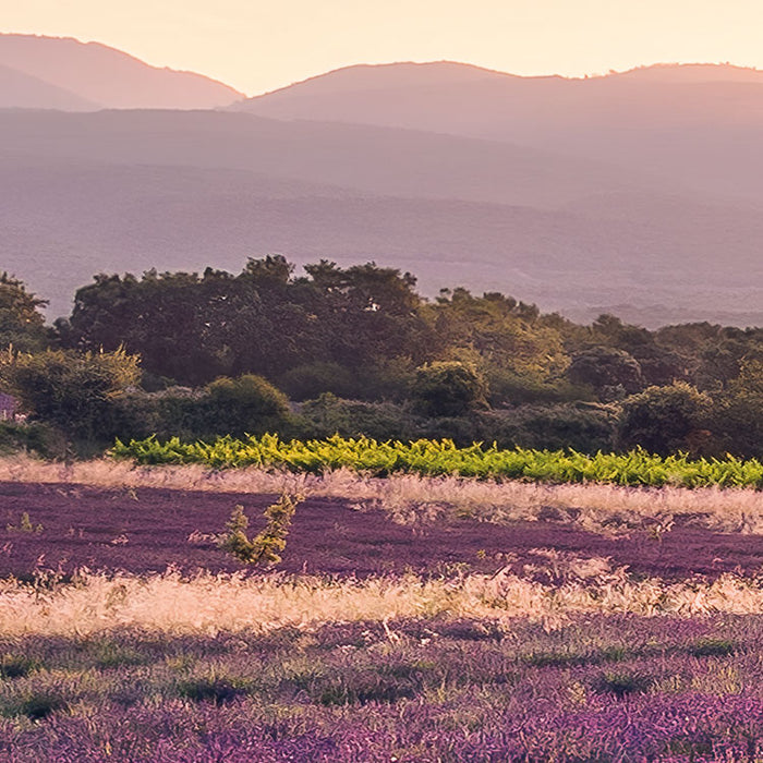 Digitaldruck Vlies Fototapete | Lavender Dream | 450 x 280 cm