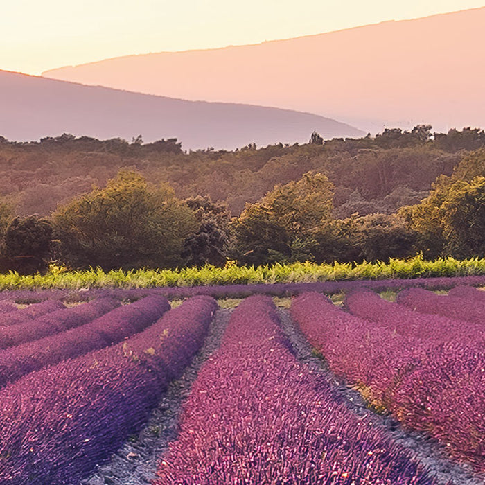 Digitaldruck Vlies Fototapete | Lavender Dream | 450 x 280 cm