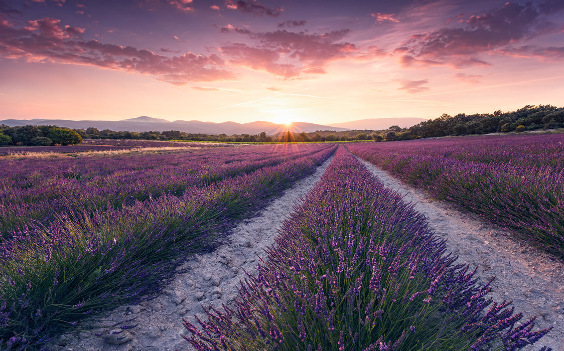 Digitaldruck Vlies Fototapete | Lavender Dream | 450 x 280 cm