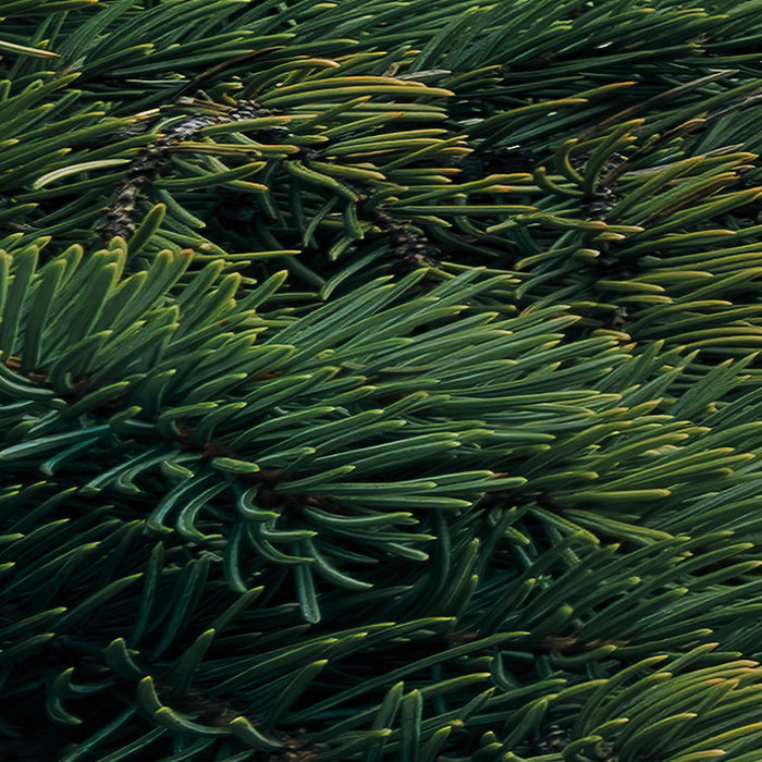 Digitaldruck Vlies Fototapete | Magic Moraine Morning | 450 x 280 cm