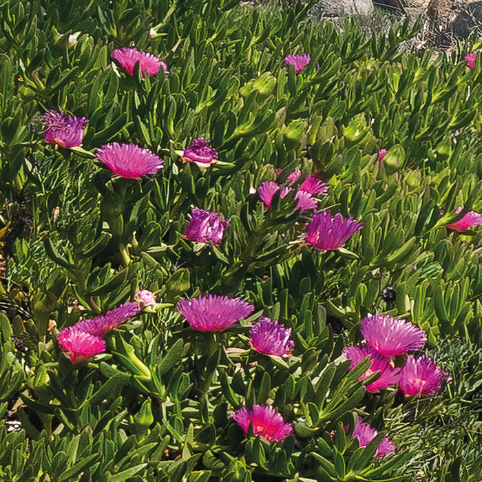Digitaldruck Vlies Fototapete | Mediterrane Träume | 450 x 280 cm