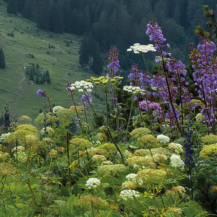 Digitaldruck Vlies Fototapete | Naturpark Allgäuer Hochalpen | 450 x 280 cm