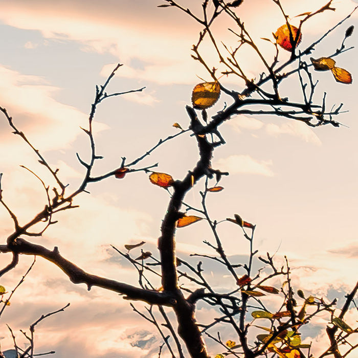 Digitaldruck Vlies Fototapete | Norwegische Herbstwelten | 450 x 280 cm