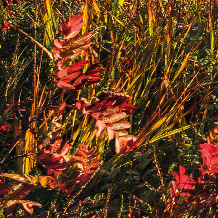 Digitaldruck Vlies Fototapete | Norwegische Herbstwelten | 450 x 280 cm