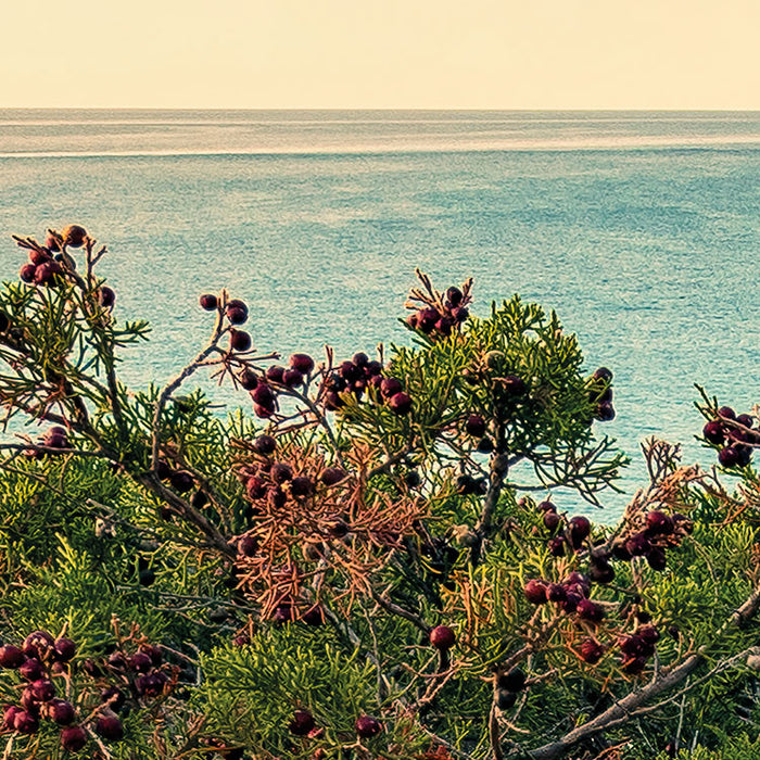 Komar NEU | Digitaldruck Vlies Fototapete - Paradiso II - Größe 450 x 280 cm