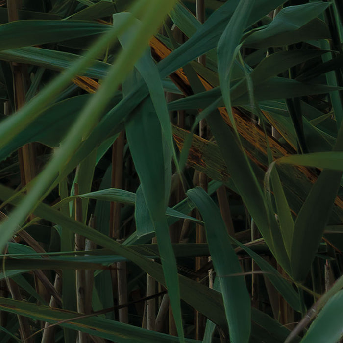 Digitaldruck Vlies Fototapete | Pastell | 450 x 280 cm