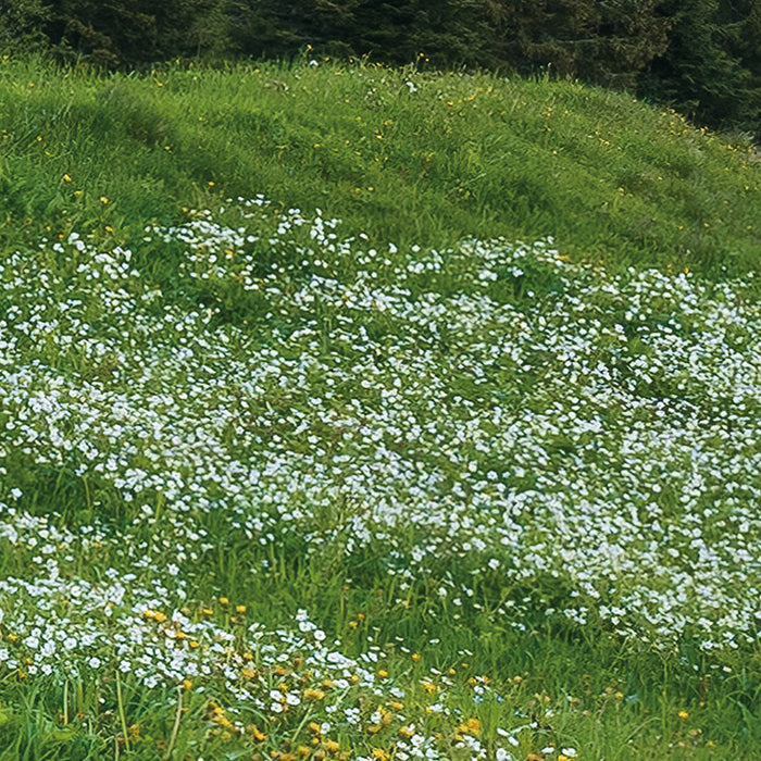 Digitaldruck Vlies Fototapete | Picturesque Switzerland | 450 x 280 cm