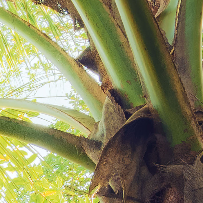 Digitaldruck Vlies Fototapete | Piratenversteck | 450 x 280 cm