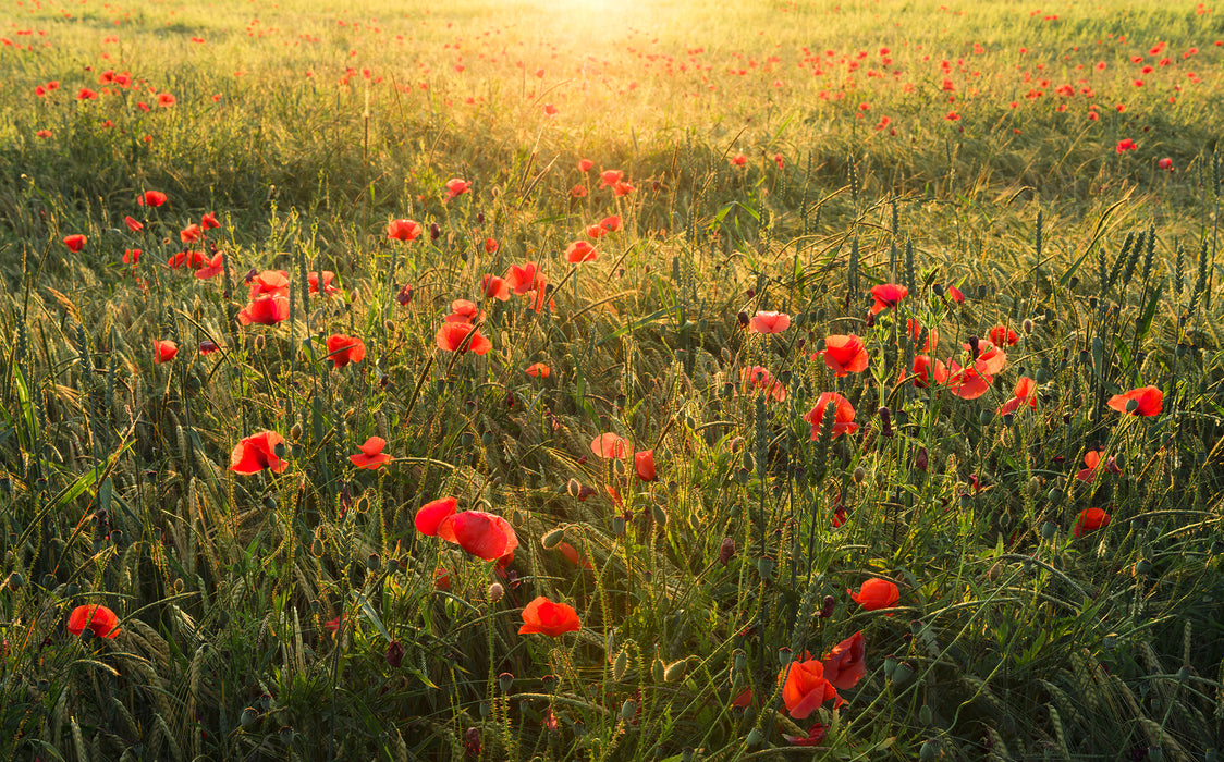 Digitaldruck Vlies Fototapete | Poppy World