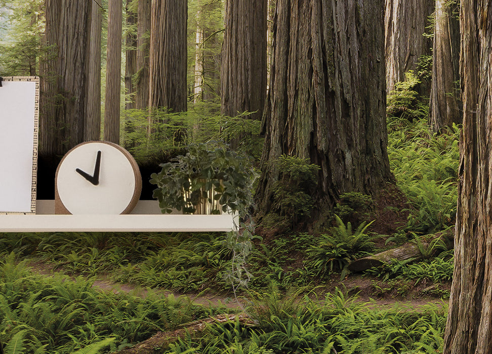 Digitaldruck Vlies Fototapete | Redwood Trail | 450 x 280 cm