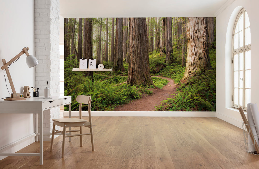 Digitaldruck Vlies Fototapete | Redwood Trail | 450 x 280 cm
