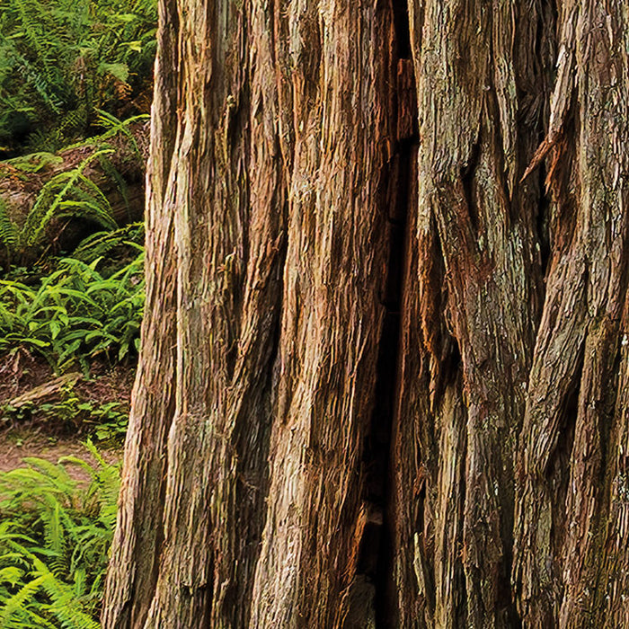 Digitaldruck Vlies Fototapete | Redwood Trail | 450 x 280 cm