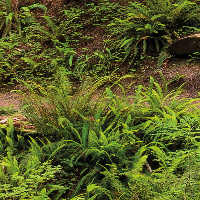 Digitaldruck Vlies Fototapete | Redwood Trail | 450 x 280 cm