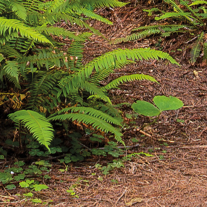 Digitaldruck Vlies Fototapete | Redwood Trail | 450 x 280 cm