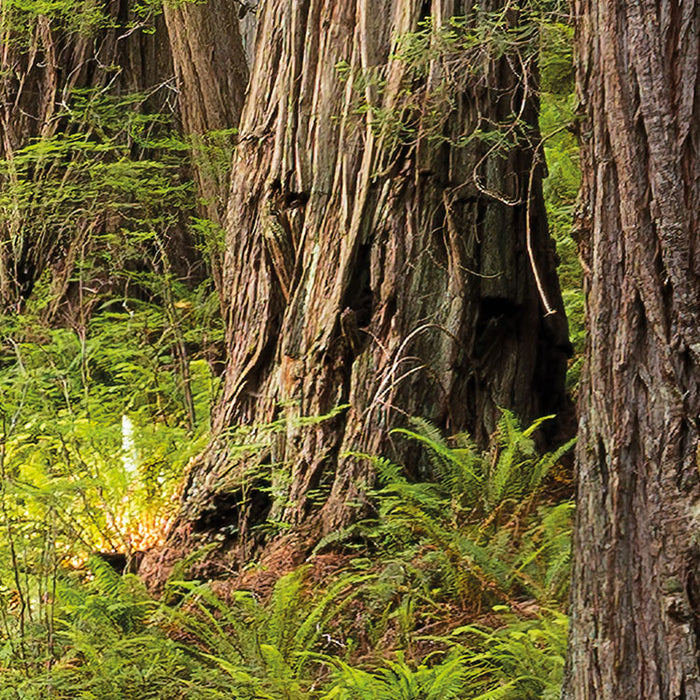 Digitaldruck Vlies Fototapete | Redwood Trail | 450 x 280 cm