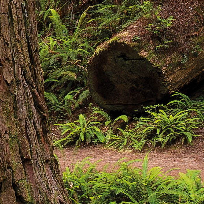 Digitaldruck Vlies Fototapete | Redwood Trail | 450 x 280 cm