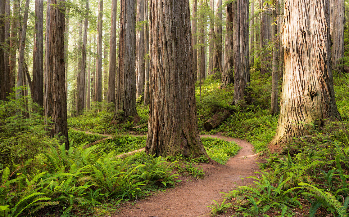 Digitaldruck Vlies Fototapete | Redwood Trail | 450 x 280 cm