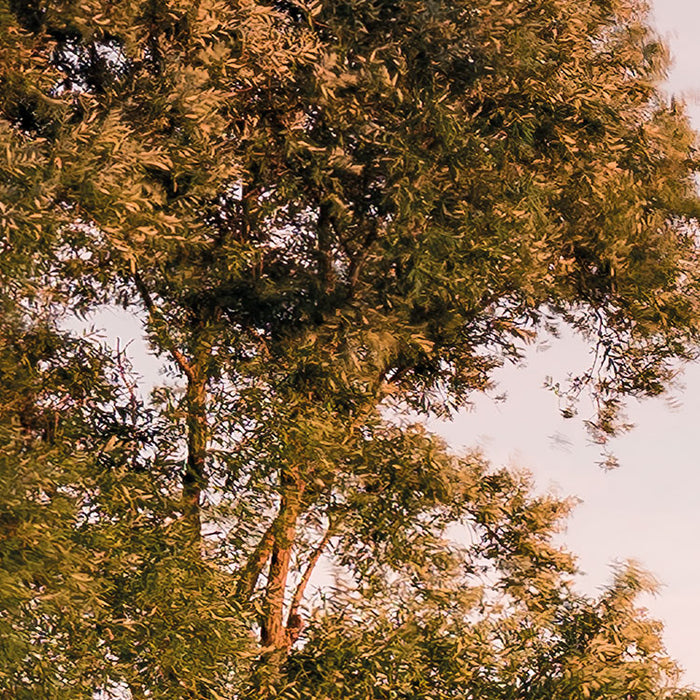 Digitaldruck Vlies Fototapete | Tage wie Diese | 450 x 280 cm
