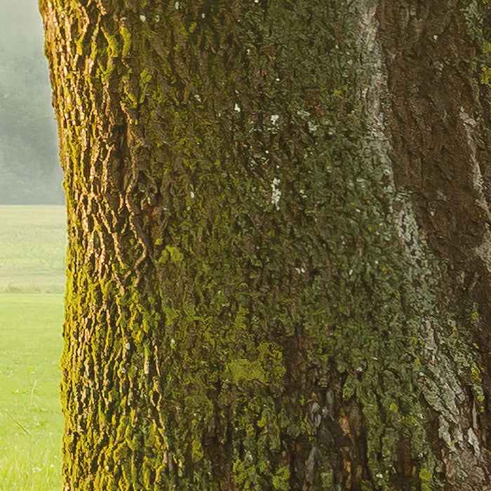 Digitaldruck Vlies Fototapete | The Magic Tree | 450 x 280 cm