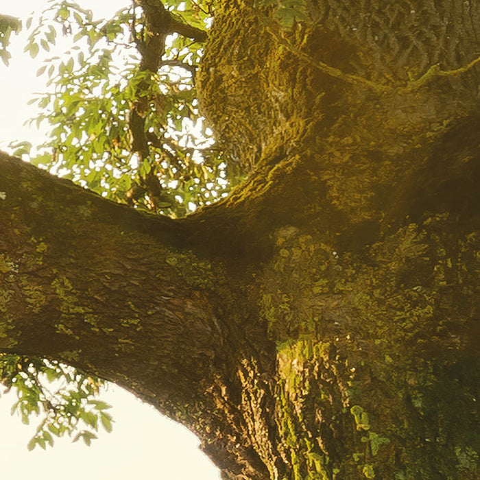 Digitaldruck Vlies Fototapete | The Magic Tree | 450 x 280 cm