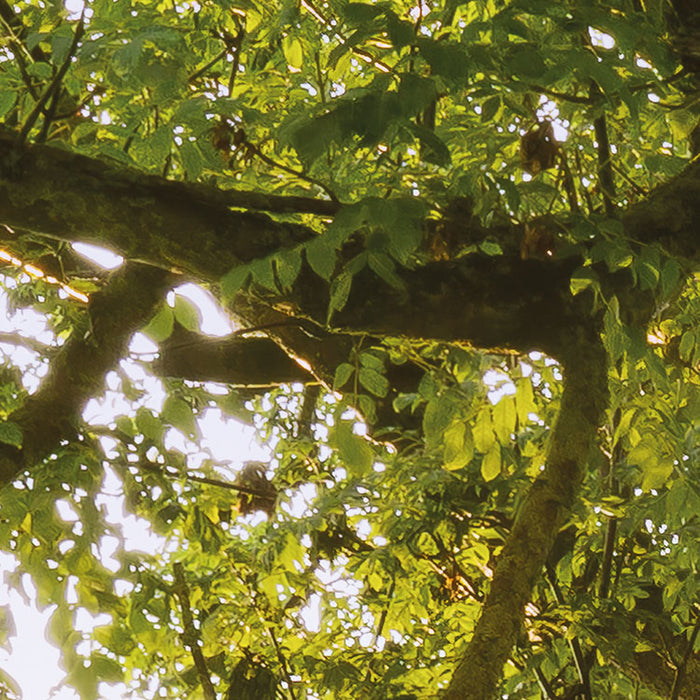 Digitaldruck Vlies Fototapete | The Magic Tree | 450 x 280 cm