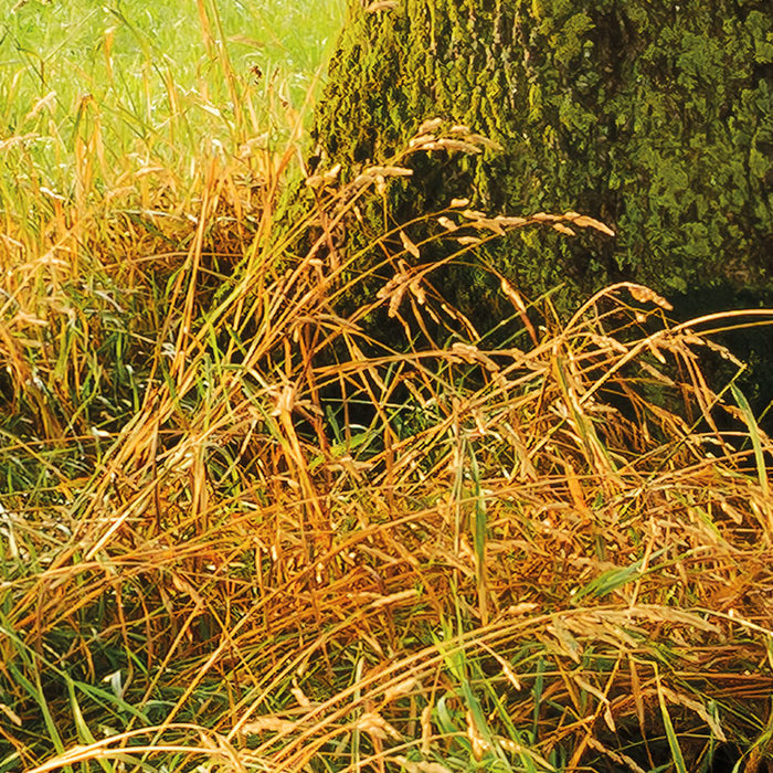 Digitaldruck Vlies Fototapete | The Magic Tree | 450 x 280 cm