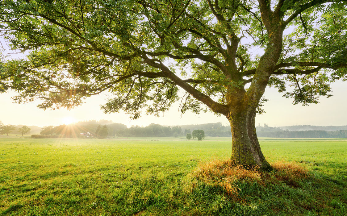 Digitaldruck Vlies Fototapete | The Magic Tree | 450 x 280 cm