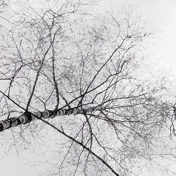 Digitaldruck Vlies Fototapete | Weiss | Blau | 450 x 280 cm