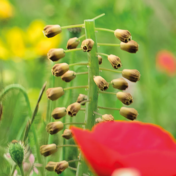 Digitaldruck Vlies Fototapete | Wiesenzauber II | 450 x 280 cm