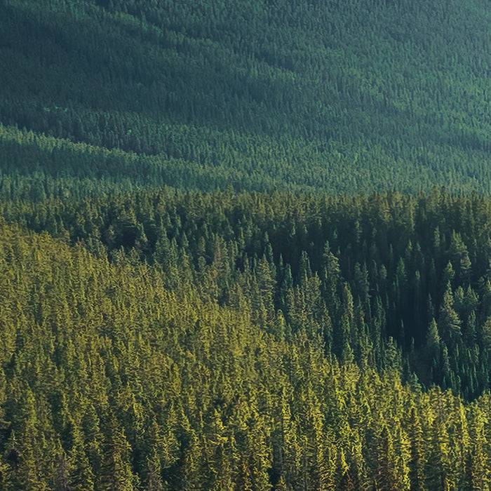 Digitaldruck Vlies Fototapete | Wild Canada | 450 x 280 cm
