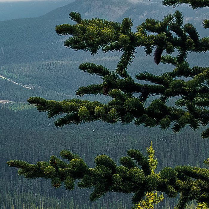Digitaldruck Vlies Fototapete | Wonderland Canada | 450 x 280 cm