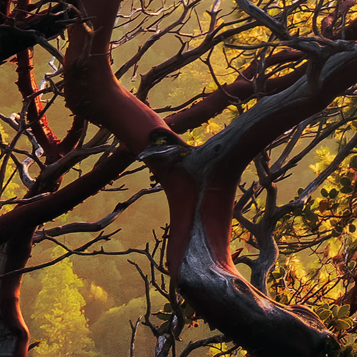 Digitaldruck Vlies Fototapete | Yosemites Secret | 450 x 280 cm