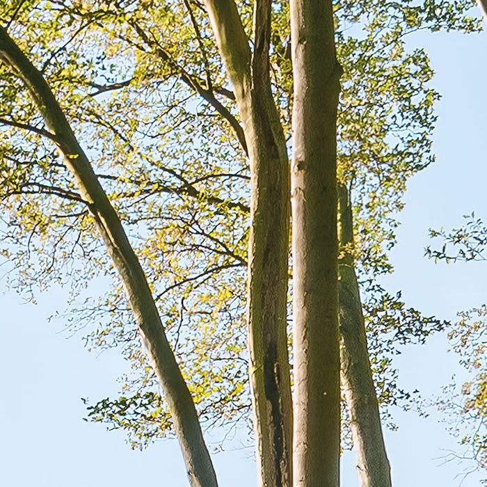 Digitaldruck Vlies Fototapete | Zauberhaftes Buchenspektakel | 450 x 280 cm
