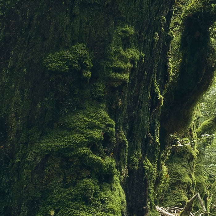 Digitaldruck Vlies Fototapete | Ancient Green | 450 x 280 cm
