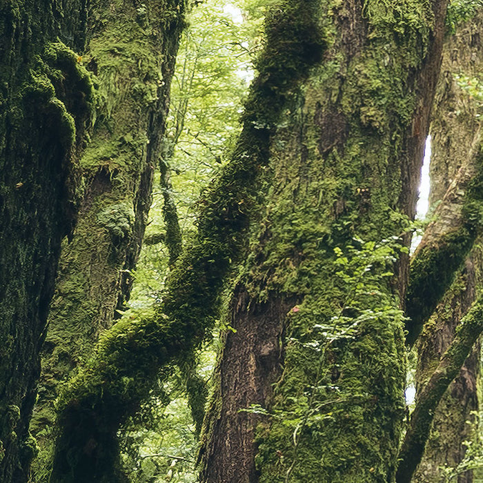 Digitaldruck Vlies Fototapete | Ancient Green | 450 x 280 cm