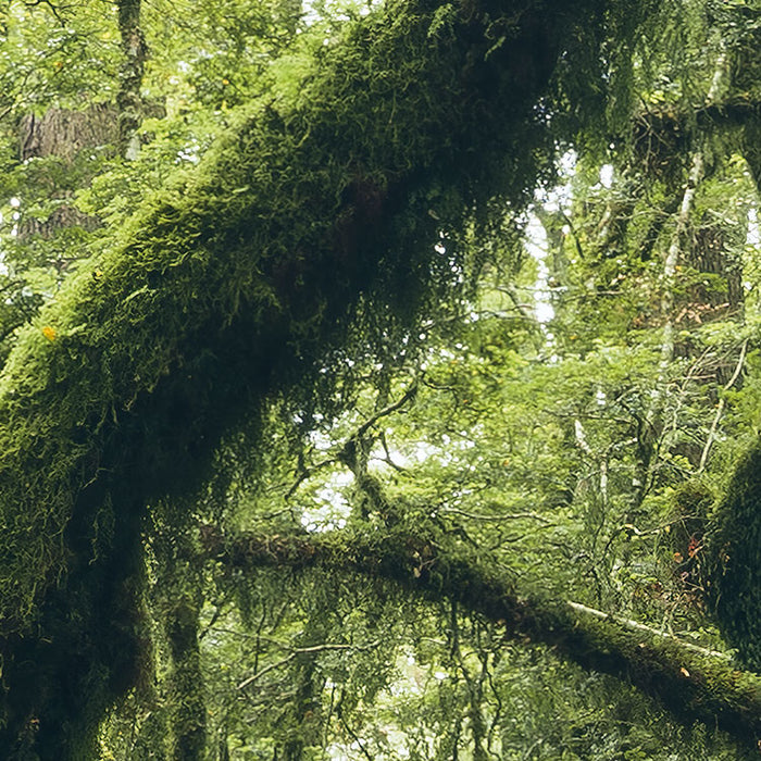Digitaldruck Vlies Fototapete | Ancient Green | 450 x 280 cm