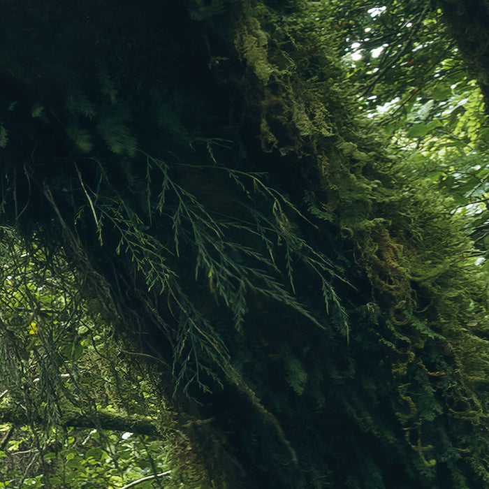 Digitaldruck Vlies Fototapete | Ancient Green | 450 x 280 cm