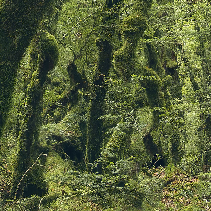 Digitaldruck Vlies Fototapete | Ancient Green | 450 x 280 cm