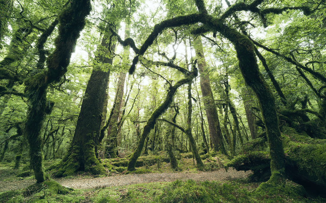 Digitaldruck Vlies Fototapete | Ancient Green | 450 x 280 cm