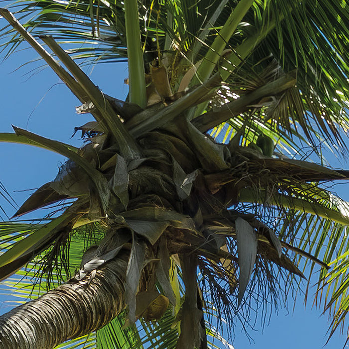 Digitaldruck Vlies Fototapete | Cast Away Jungle | 450 x 280 cm