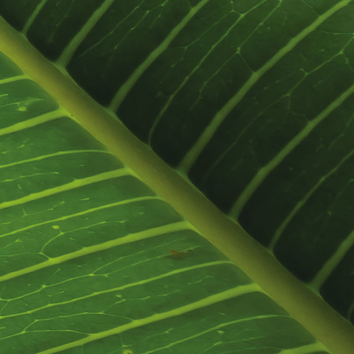 Digitaldruck Vlies Fototapete | Cast Away Jungle | 450 x 280 cm