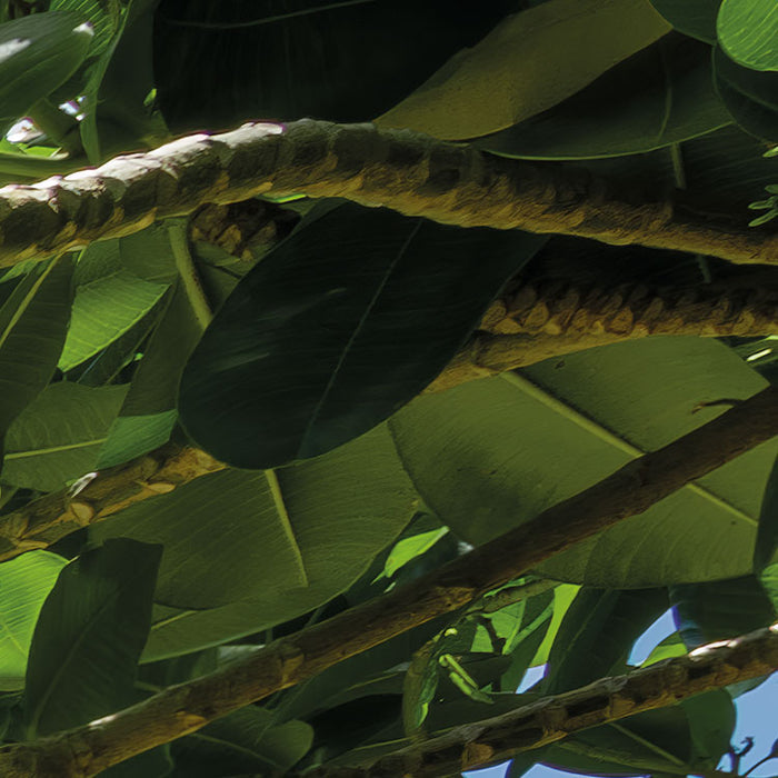 Digitaldruck Vlies Fototapete | Cast Away Jungle | 450 x 280 cm